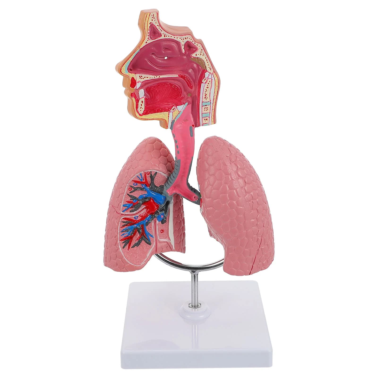 Outils système respiratoire modèle poumon anatomique poumons humains pour enseigner l'enfant