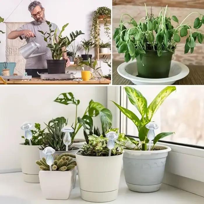 Arrosage des plantes en verre