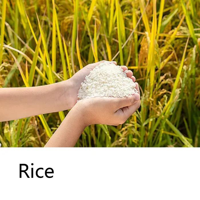 Shampooing Solide à l'Eau de Riz