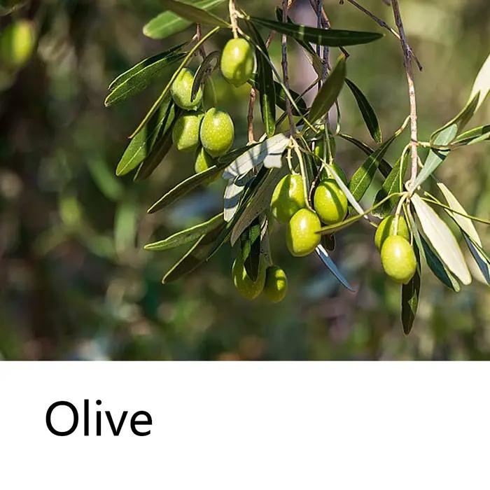 Shampoing Solide à l'Olive
